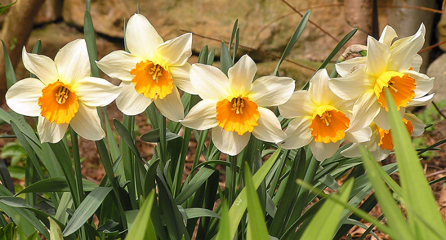 daffy row