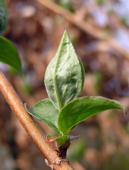 emerging leaf
