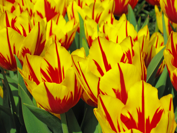 tulips
